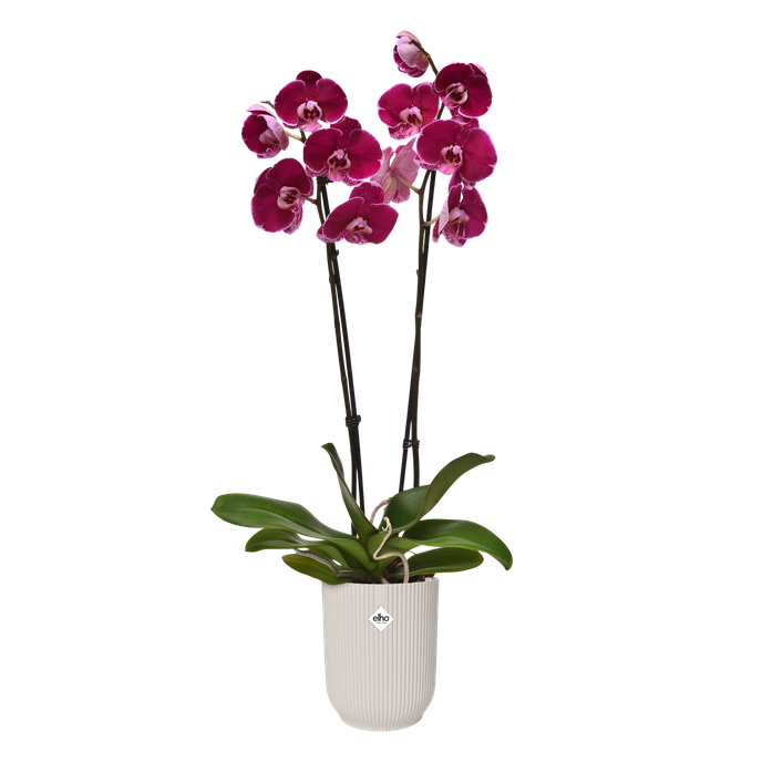 vibes fold orchidee hoog 12,5cm linnen wit